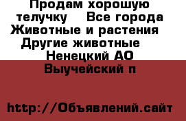 Продам хорошую телучку. - Все города Животные и растения » Другие животные   . Ненецкий АО,Выучейский п.